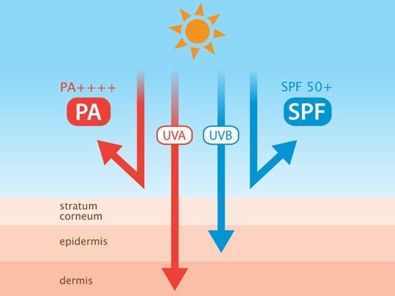 Sunscreen 101: Apakah Arti Nilai SPF dan PA? 4