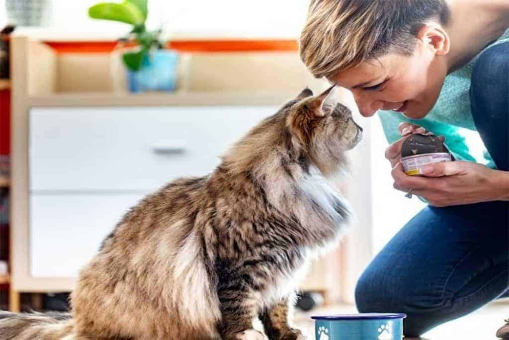 10 Fakta Menarik dari Wanita yang Menyukai Kucing