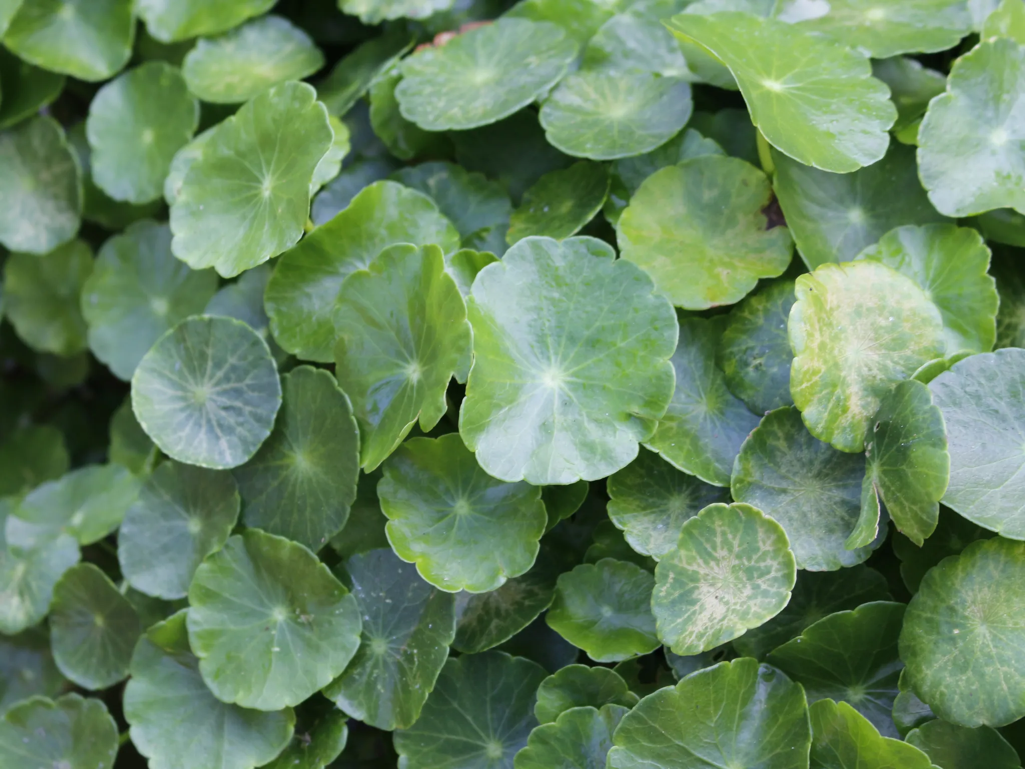 1. Centella Asiatica (Cica)_