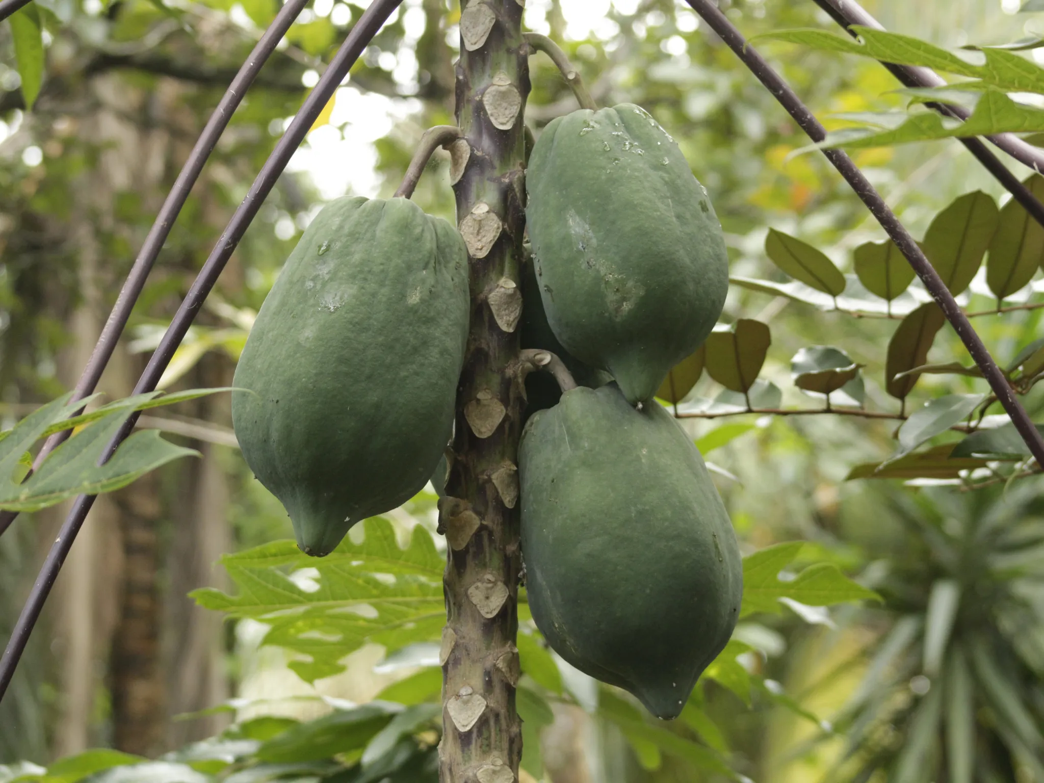 6. Mengolah dan Menyimpan Makanan_